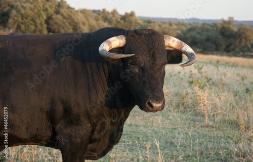 Fighting bull portrait
