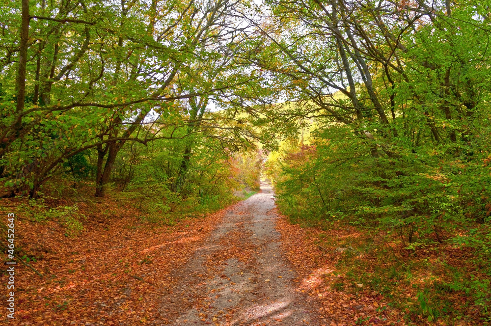 Autumn Forest Autumn Forest