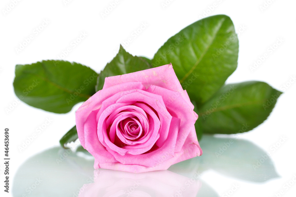 beautiful pink rose isolated on white beautiful pink rose isolated on white