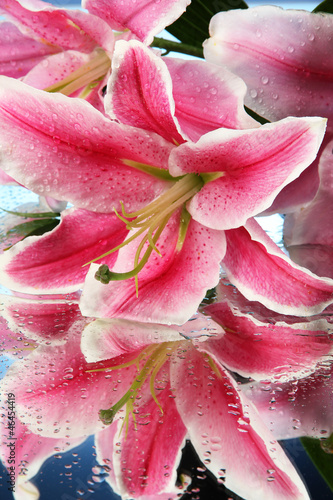 Fototapeta Naklejka Na Ścianę i Meble -  beautiful pink lily, on blue background