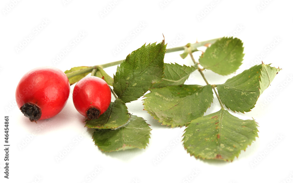 ripe hip roses on branch with leaves, isolated on white ripe hip roses on branch with leaves, isolated on white