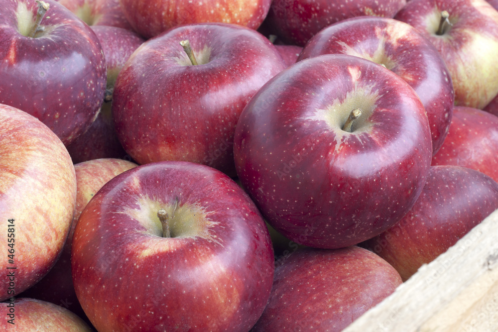 Many fresh ripe organic apples closeup Many fresh ripe organic apples closeup