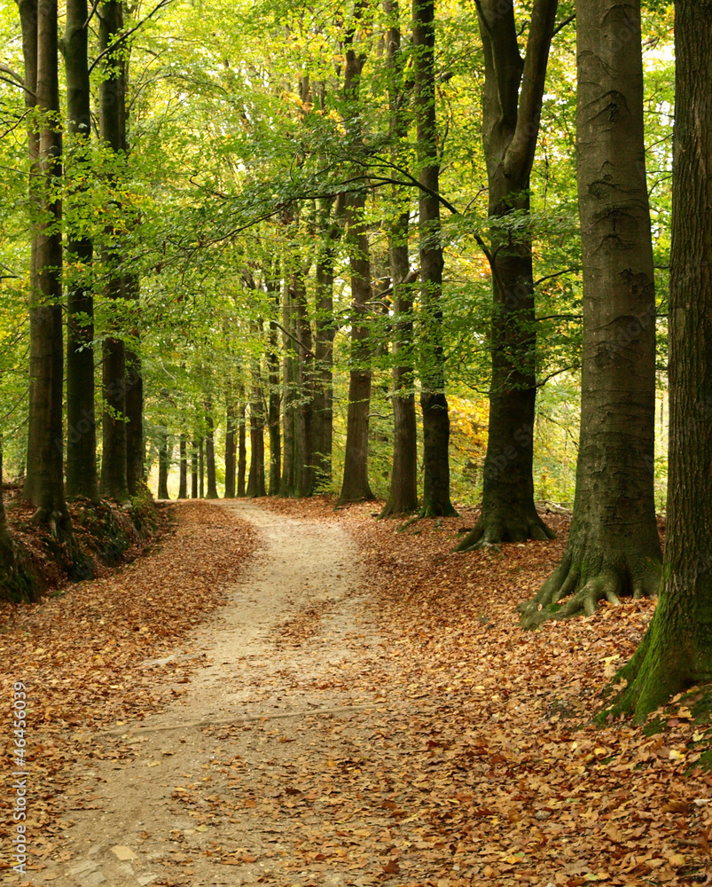 Path through forest, veluwe Netherlands Path through forest, veluwe Netherlands