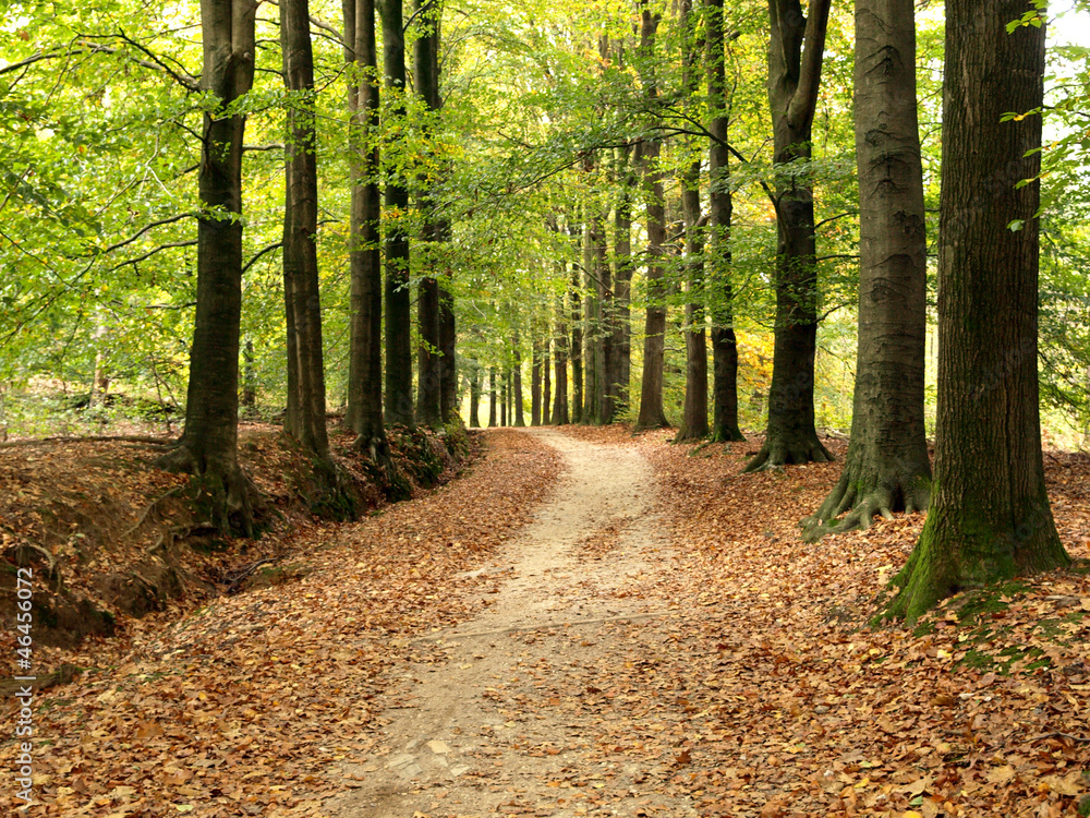 Path through forest, veluwe Netherlands Path through forest, veluwe Netherlands