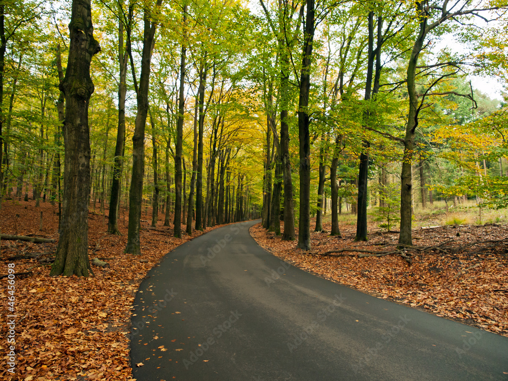 Curved new asphalt road through forest, veluwe Netherlands