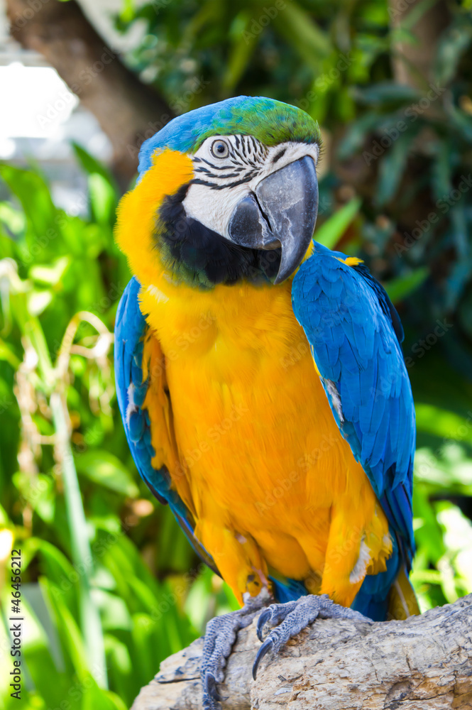 Obraz premium Macaw parrot