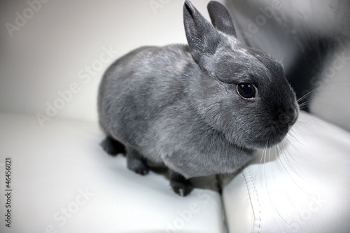 Dwarf Rabbit / Cute Pet on the couch
