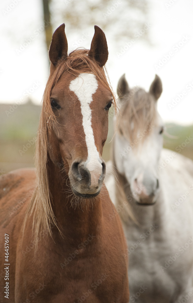 horses