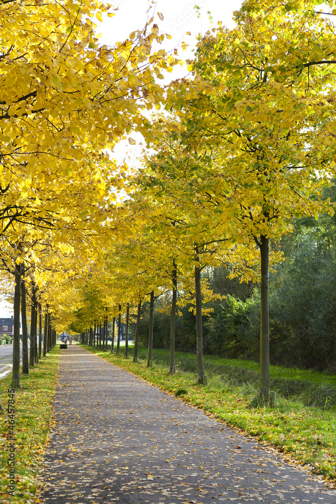 Fototapeta premium alley with yellow autumn trees