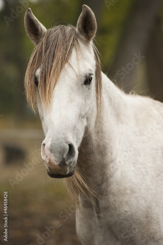 horse photo