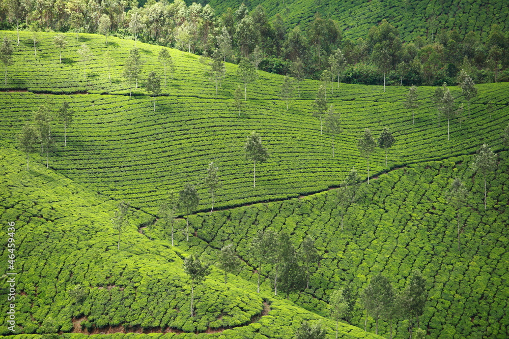 Landscape of green tea plantations. Munnar, Kerala, India