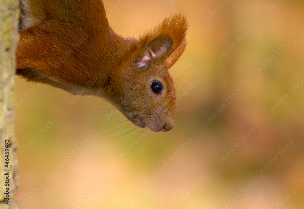 Red squirrel - Sciurus vulgaris