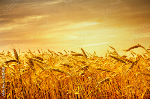 A field of wheat in the golden light of sunset.