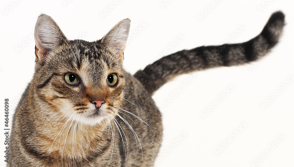 Obraz premium European cat on white background