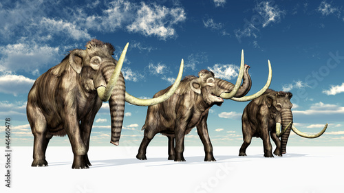 Mammoths © Michael Rosskothen