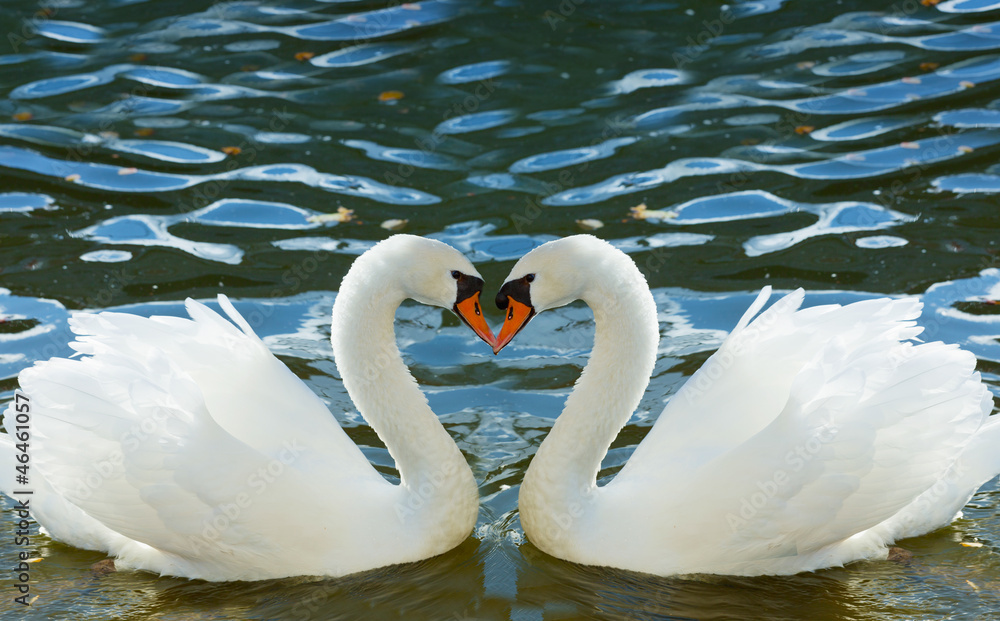 Naklejka premium Two swans bent necks in the form of heart