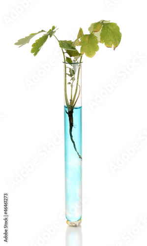 plant in test-tube in blue solution isolated on white