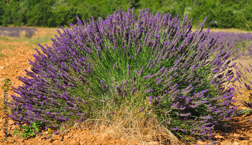 echter Lavendel aus der Provence