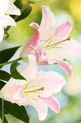 beautiful lily on bright background