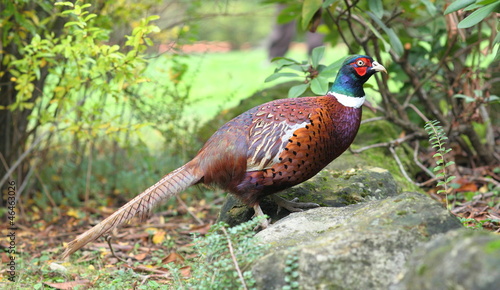 Wallpaper Mural fagiano Torontodigital.ca