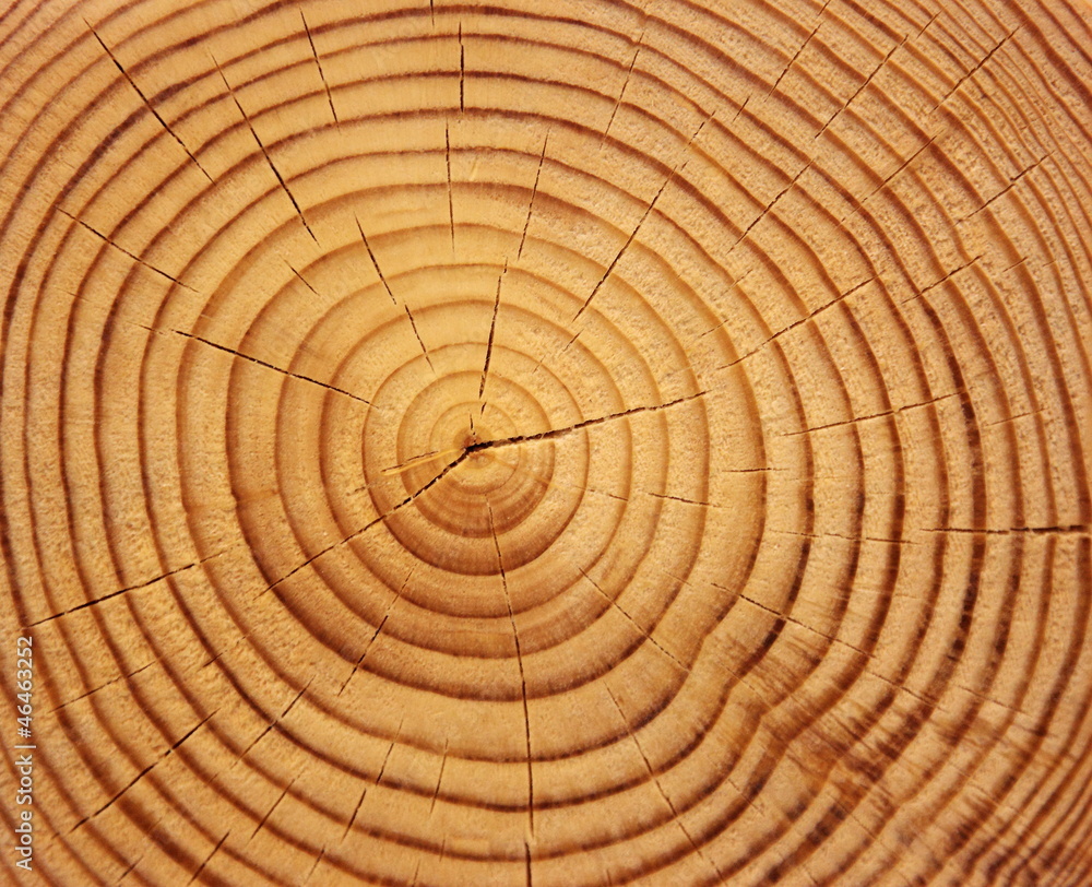 Naklejka premium tree cut