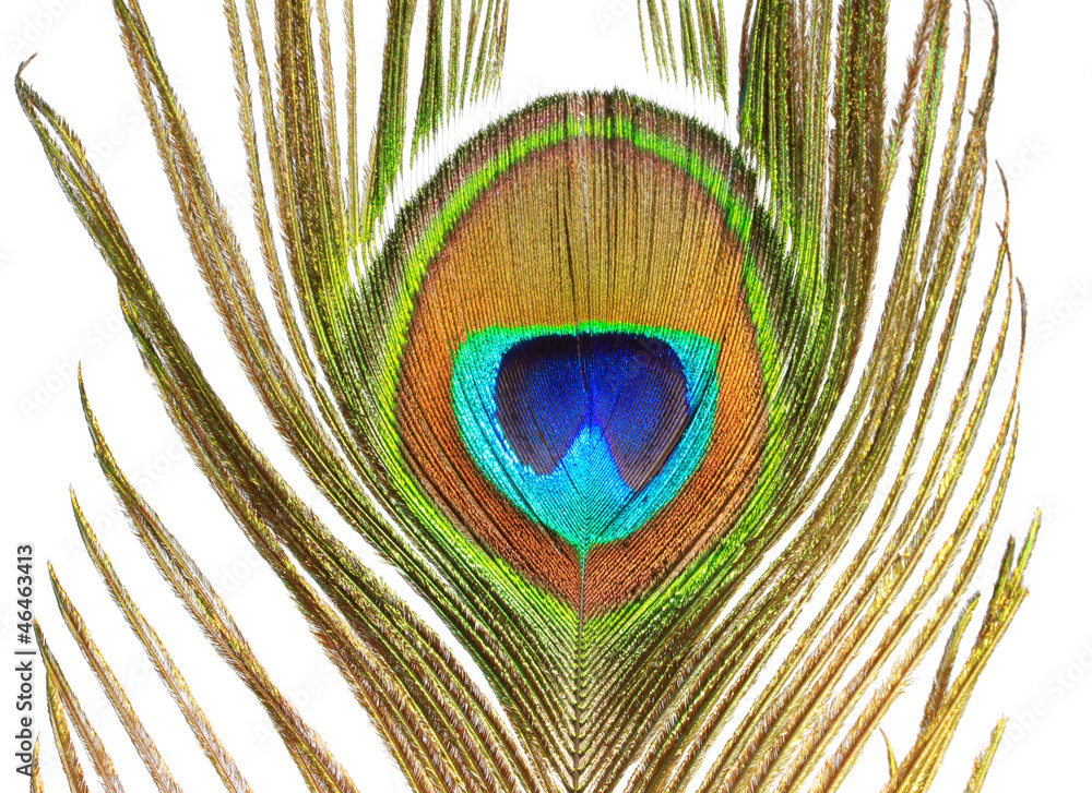 Obraz premium Peacock