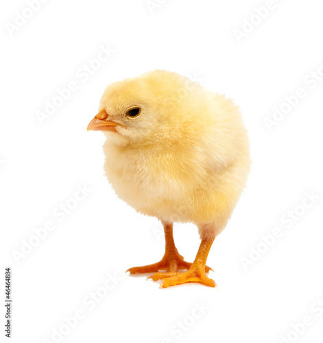 curious yellow chicken