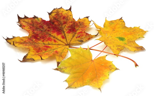 Leaves in autumn isolated