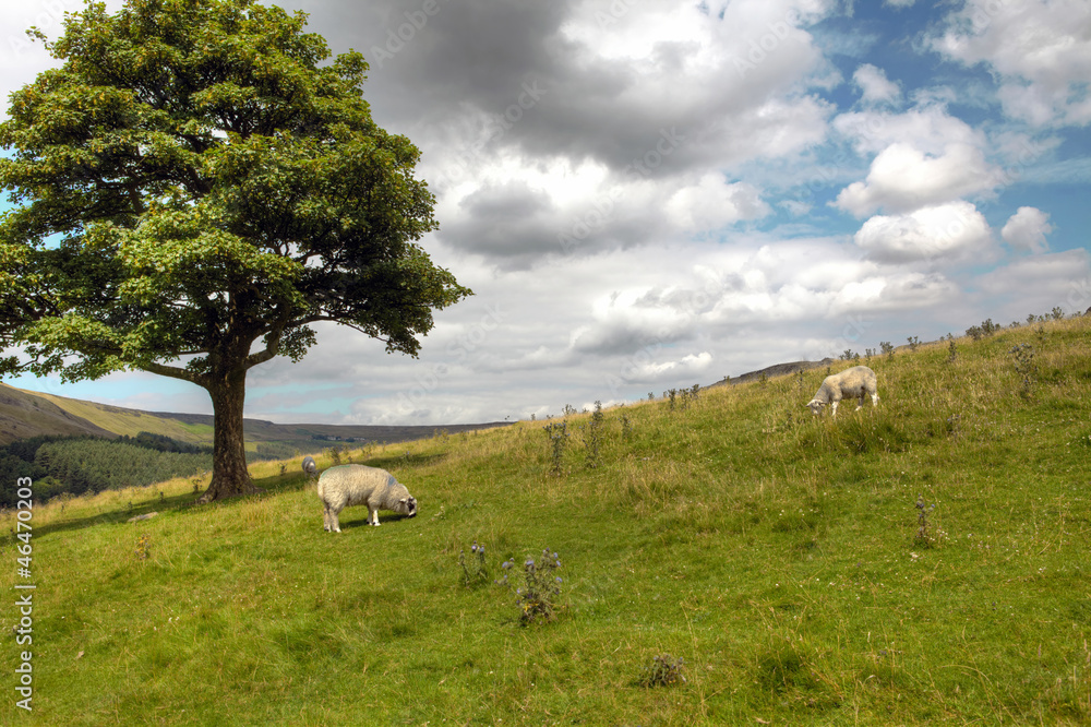 Pennine landscape with grazing sheep Pennine landscape with grazing sheep