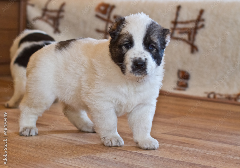 puppy of the Central Asian sheep-dog puppy of the Central Asian sheep-dog