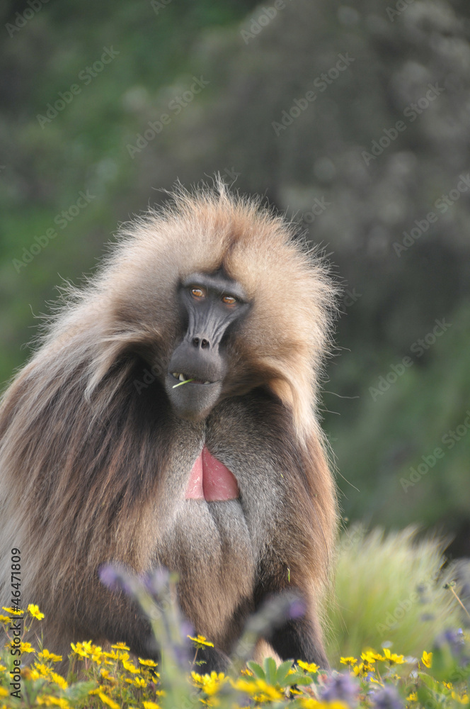 Obraz premium Babbon in wildlife