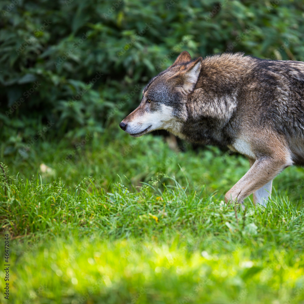 Obraz premium Gray/Eurasian wolf (Canis lupus)