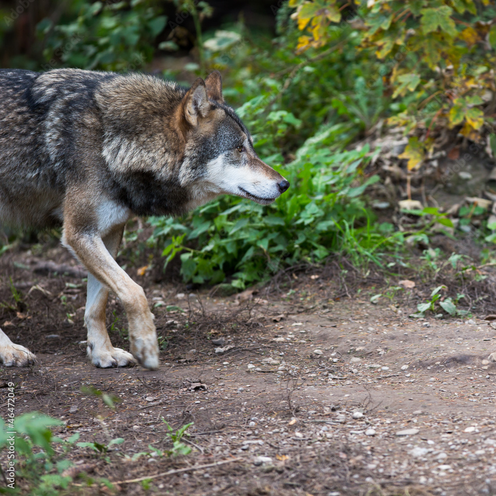 Fototapeta premium Gray/Eurasian wolf (Canis lupus)