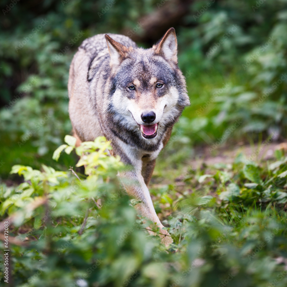 Naklejka premium Gray/Eurasian wolf (Canis lupus)