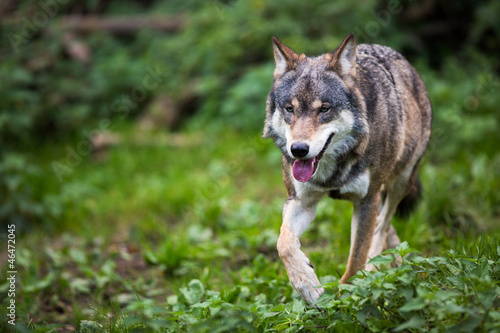 Fotografie Gray/Eurasian wolf (Canis lupus)