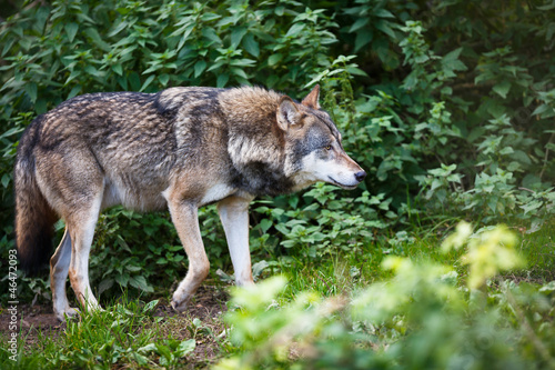 Gray Eurasian wolf  Canis lupus 