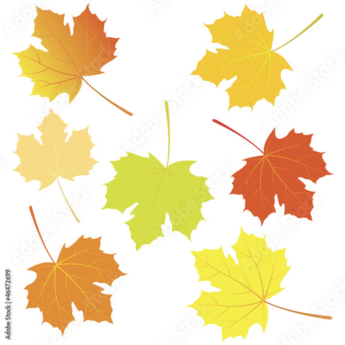 Autumn maple leaves. Vector illustration