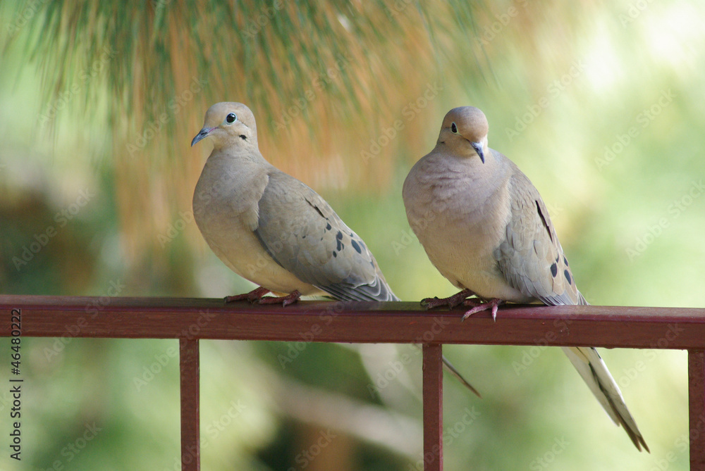 Mourning Dove