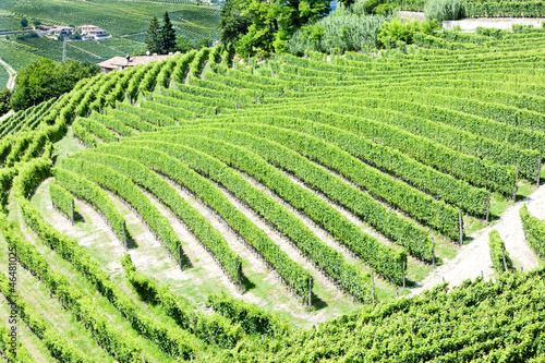 vineyars near Barbaresco, Piedmont, Italy