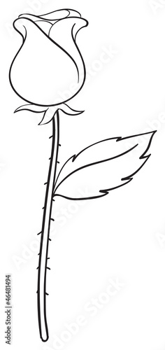 a rose sketch