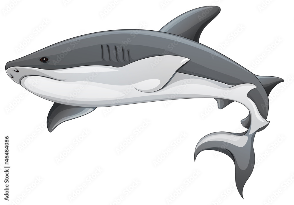 Fototapeta premium Generic shark illustration