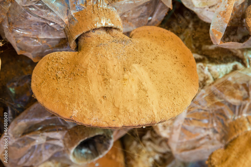 Obraz na plátně Ganoderma lucidum  and spore powder