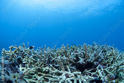 青い海とサンゴの群生