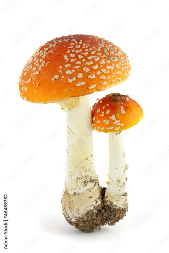 Obraz premium amanita isolated on white