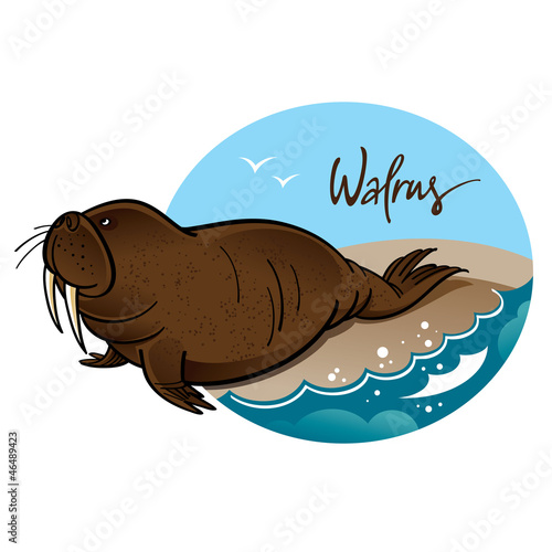 Walrus animal nature sea rock wave mammal
