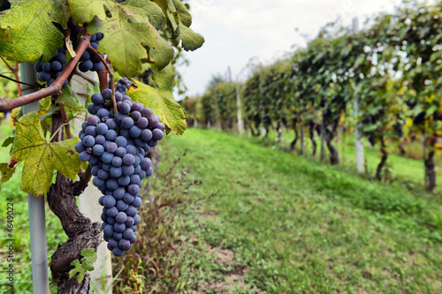 merlot grapes on the vine photo