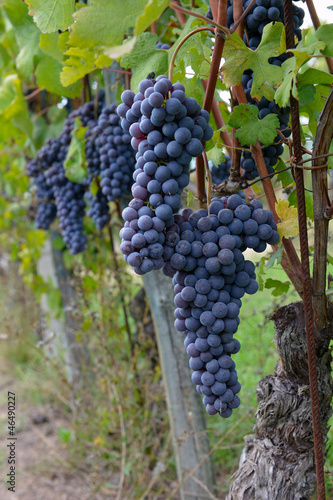 merlot grapes on the vine