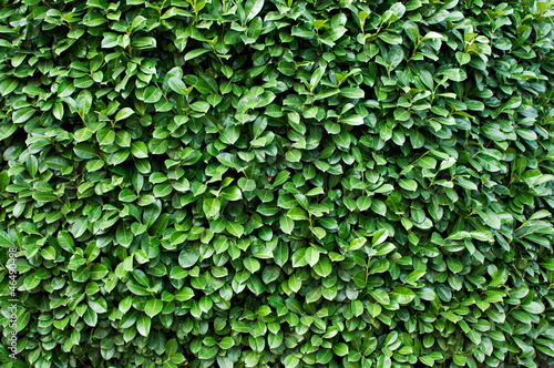 Wallpaper Mural Detail of a bush Torontodigital.ca