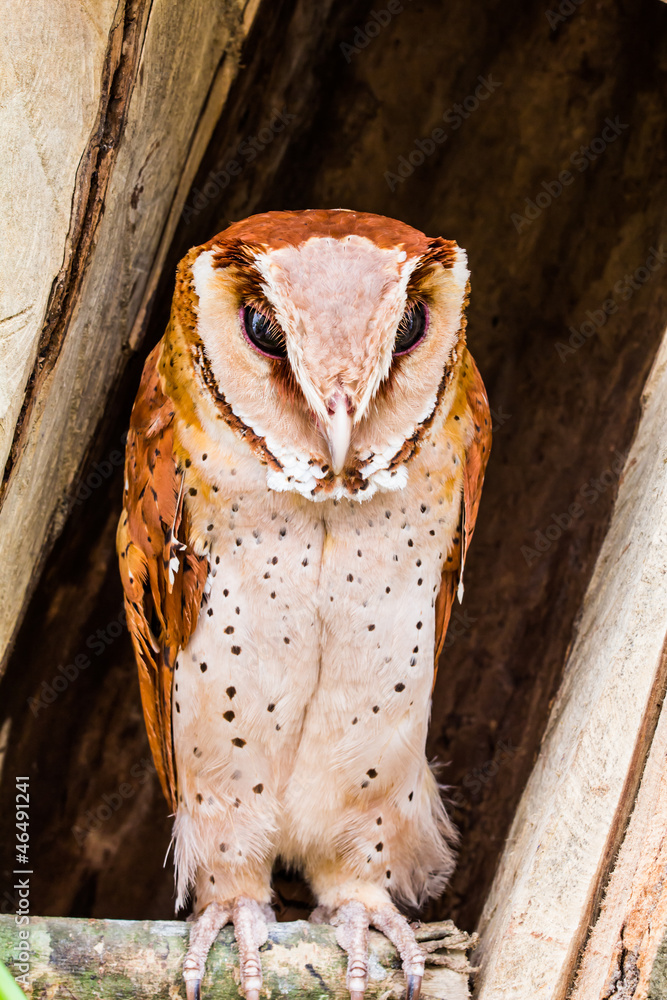 Obraz premium Oriental bay owl