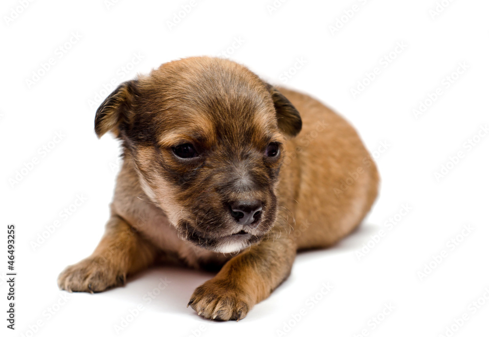 Dachshund puppy on white background Dachshund puppy on white background